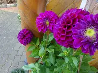 DSC01341.webp