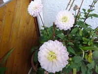 DSC01342.webp