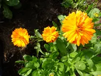 DSC01344.webp