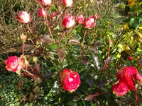 DSC01346.webp