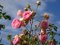DSC01347.webp