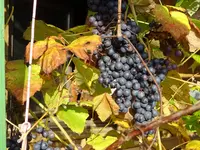 DSC01353.webp