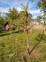 baum_ganz.webp