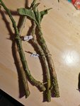 IMG_20201105_211036.jpg