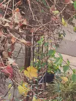 IMG_20201107_160854.webp