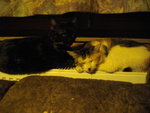 IMGP0355.JPG