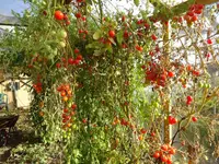 DSC01359.webp