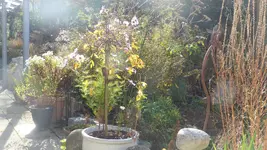 P1240381.webp