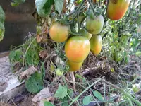 DSC01360.webp