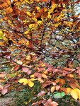 IMG_20201108_151712_1.jpg