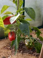 DSCN2590.webp