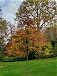IMG_20201108_145659_4.jpg