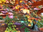 IMG_20201108_151719_1.jpg
