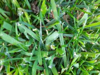 rasen4.jpg