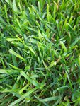 rasen5.jpg