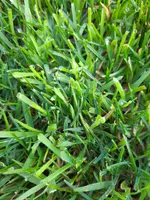 rasen5.jpg