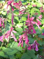 P1010962Ziersalbei Wendys Wish.webp