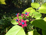 P1010972Losbaum.JPG