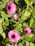 P1010984Pink Beauty.JPG
