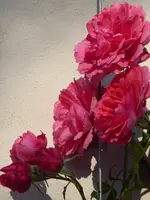 P1010992Rosarium Uetersen.JPG