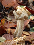 P1020009Herbstlorchel.JPG