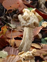 P1020009Herbstlorchel.webp