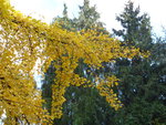 P1020011Ginko.JPG