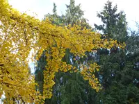 P1020011Ginko.webp