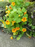 P1020012.webp