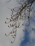P1020017Tulpenbaum.JPG