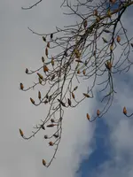 P1020017Tulpenbaum.webp