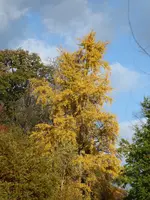 P1020018.webp