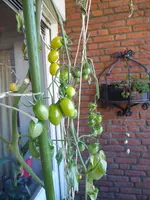 P1020033.webp