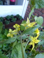P1020035.webp