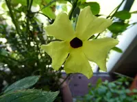 P1020037.webp