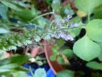 P1020039.webp