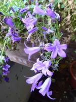 P1020042.webp