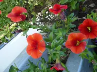 P1020043.webp