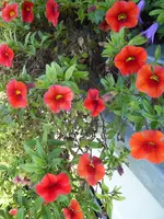 P1020044.webp