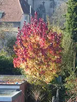 P1020045.webp