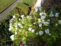 P1020048.webp