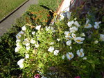 P1020048.JPG