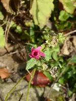 P1020058.webp