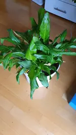DPkfzRdg.webp