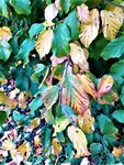 IMG_20201108_152940_2.jpg