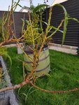 20201107_151555.jpg