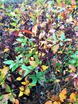 IMG_20201111_101041.jpg