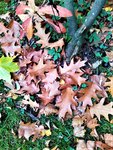 IMG_20201025_150303_1.jpg