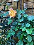 IMG_20201030_161043_1.jpg
