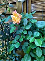 IMG_20201030_161043_1.jpg